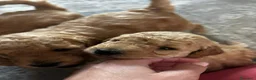 Meticcio cani in vendita: Barboncino nano/medio  - Annuncio 6