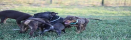 Pitbull cani in vendita: Cuccioli Pit Bull con pedigree anche a rate - Annuncio 16