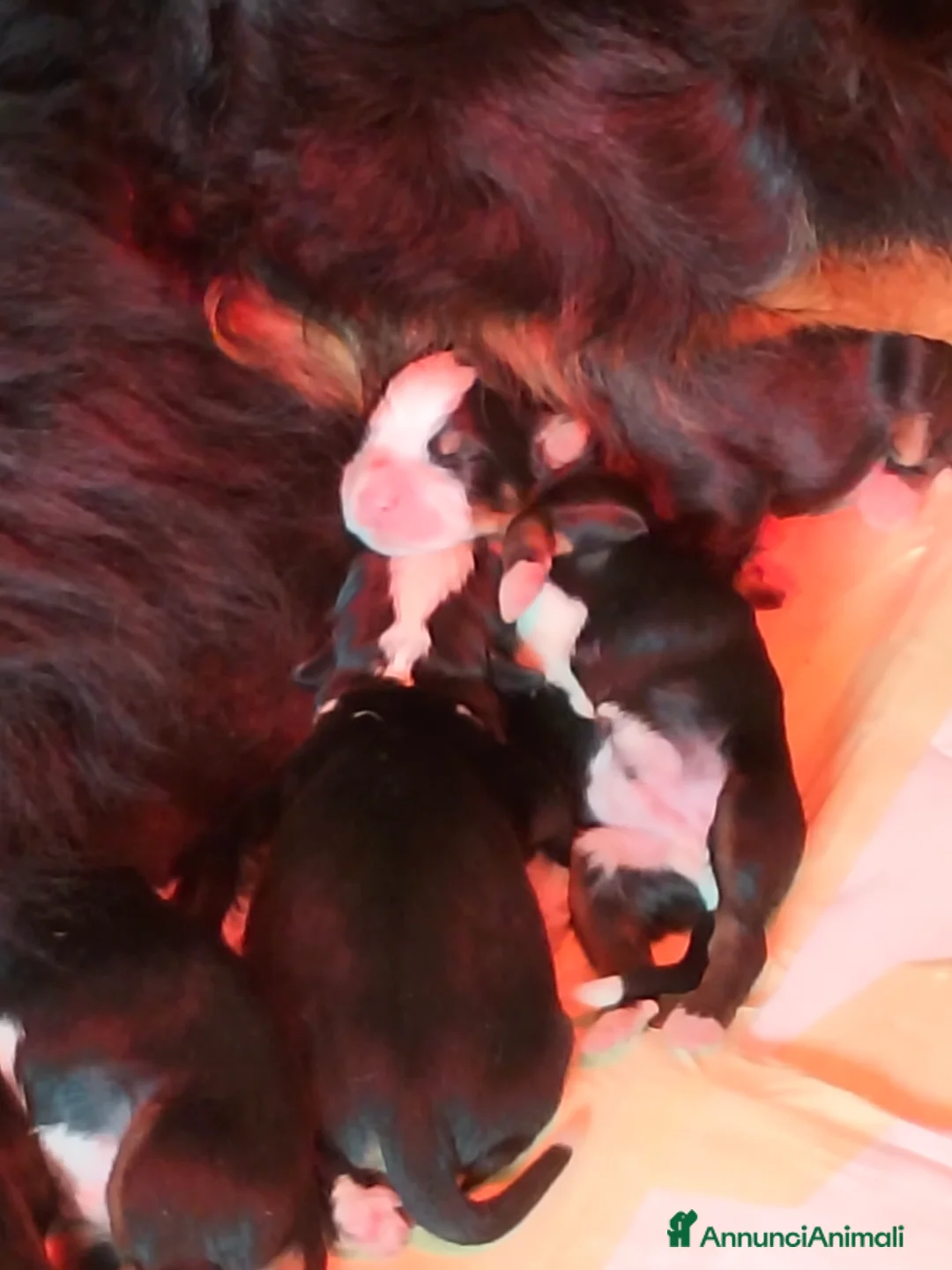 Bovaro del Bernese cani in vendita: Cuccioli di bovaro del bernese  - Annuncio 6