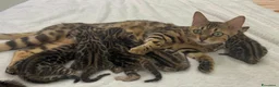 Bengala gatti in vendita: Cuccioli bengala - Annuncio 6