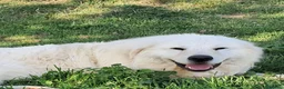 Pastore Abbruzzese Maremmano cani in vendita: Cuccioli di pastore Abruzzese Maremmano  - Annuncio 13