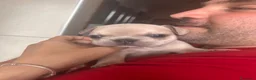 Bulldog Francese cani in vendita: BulldogFrancese Esotico  - Annuncio 5