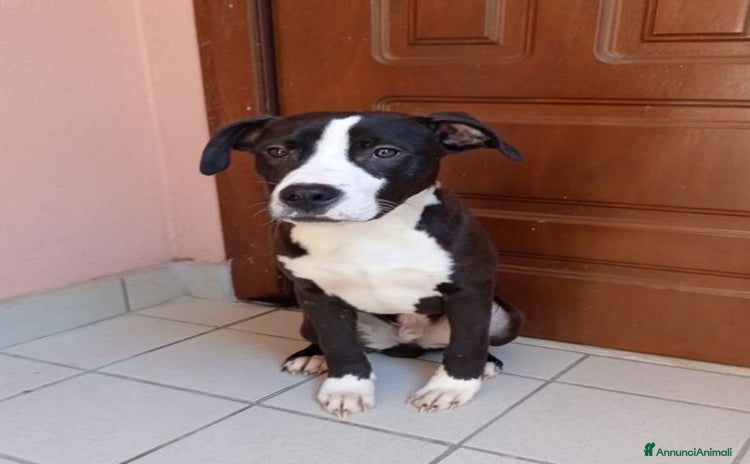 Pitbull cani GUNDO 1anno con tanta gioia di vivere! - Annuncio 18