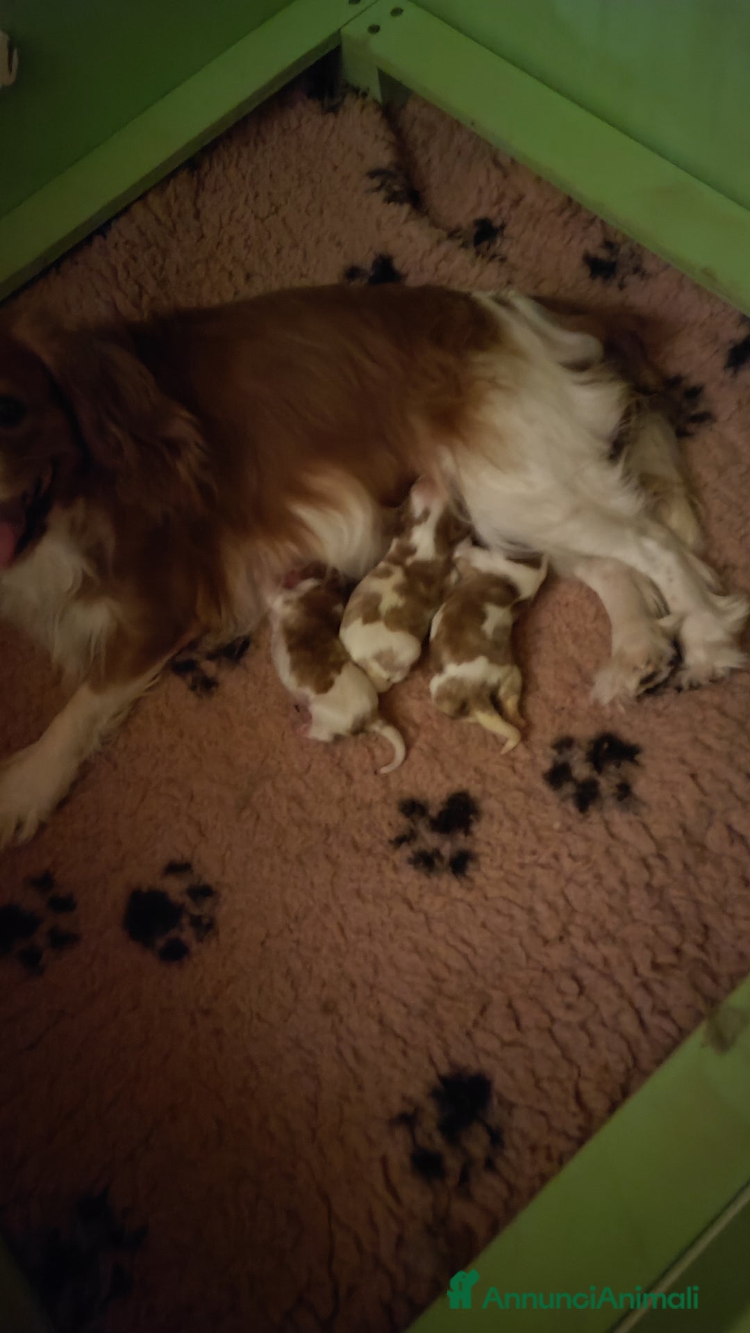 Cavalier King cani in vendita: Cuccioli Quicksilver delle isole verdi  - Annuncio 6