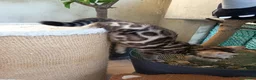 Bengala gatti in vendita: laun splendore cucciola Bengala 🥰  - Annuncio 14