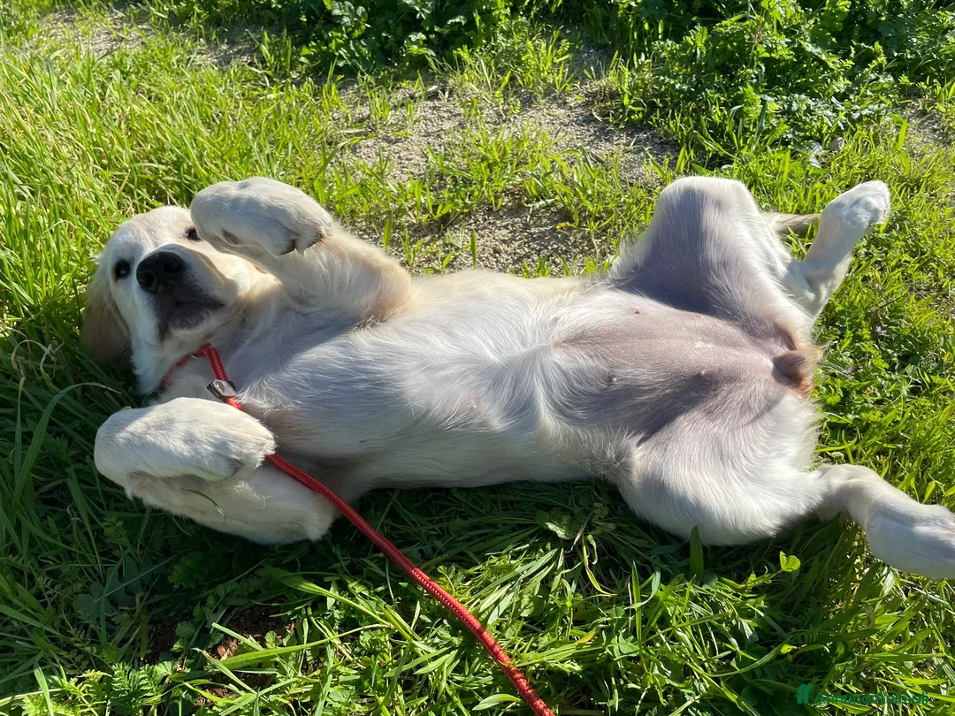 Immagine della galleria {{count}}