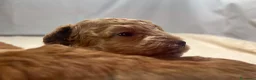 Barboncino Toy cani in vendita: Cuccioli barboncino toy rosso - Annuncio 25