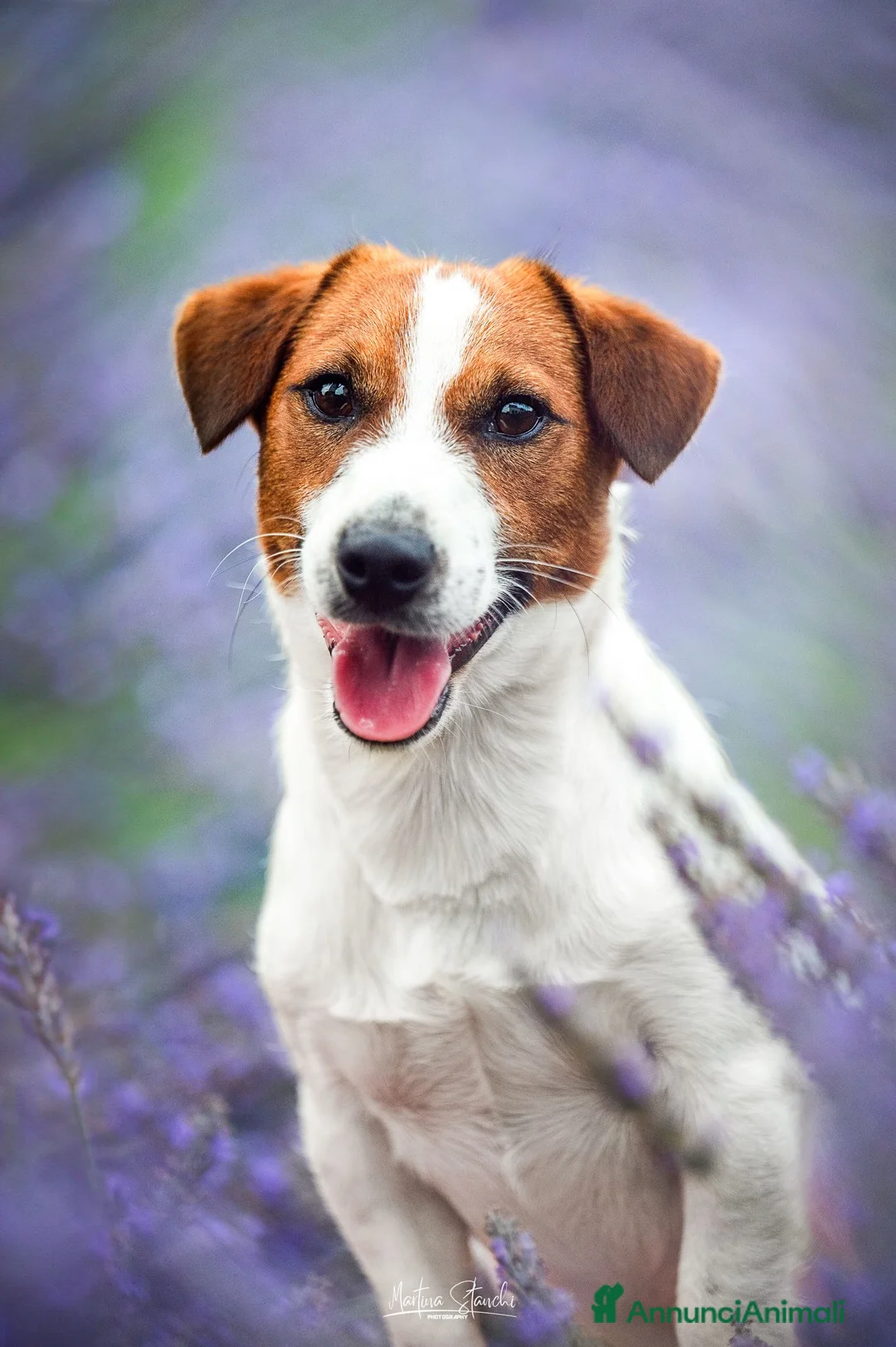 Jack Russell cani in vendita: Cuccioli di jack russell a pelo broken/liscio a Provincia di Alessandria - Annuncio 1