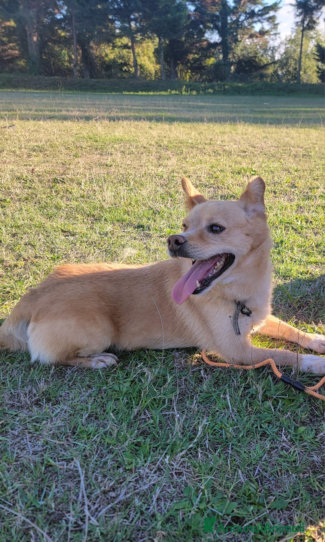 Meticcio cani in regalo: Bampy un nanetto che cerca casa - Annuncio 1