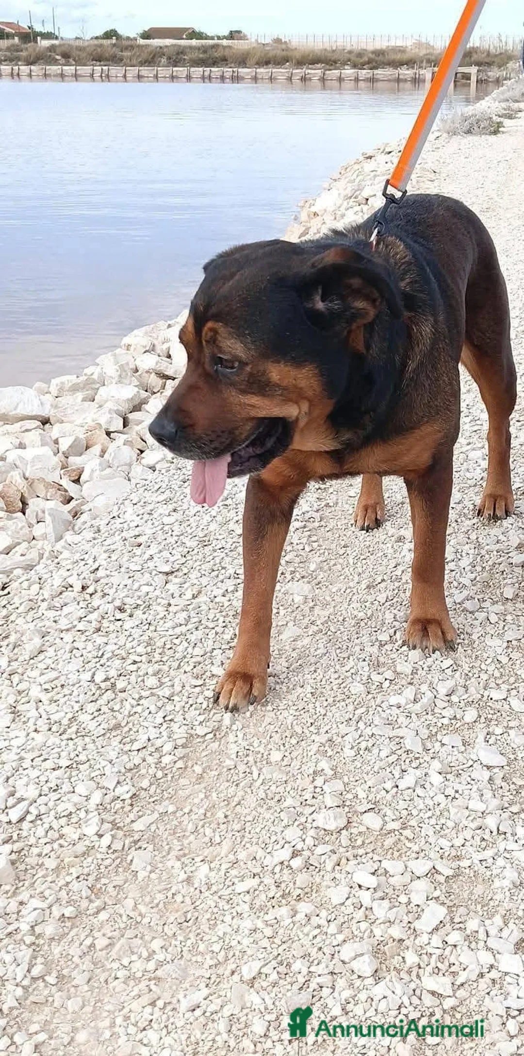 Dogue de Bordeaux cani in regalo: Nina 7 anni - Annuncio 10