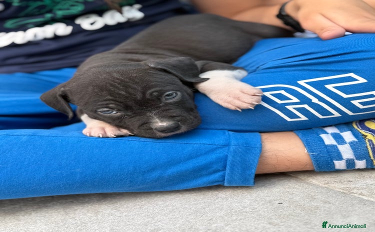 American Staffordshire cani a Città metropolitana di Milano - Annuncio 10