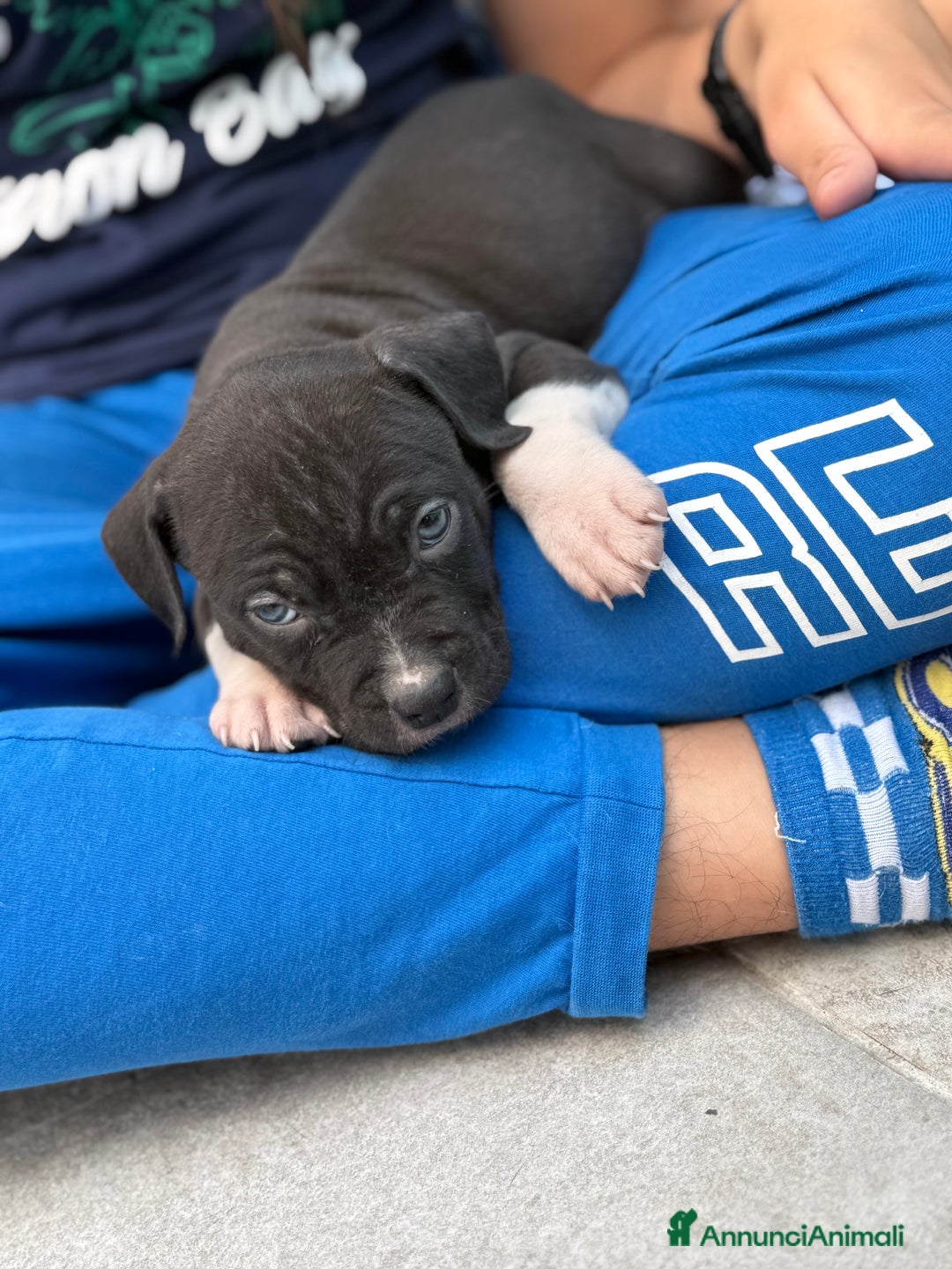 American Staffordshire cani in vendita: Cuccioli Amstaff neri a Città metropolitana di Milano - Immagine 1