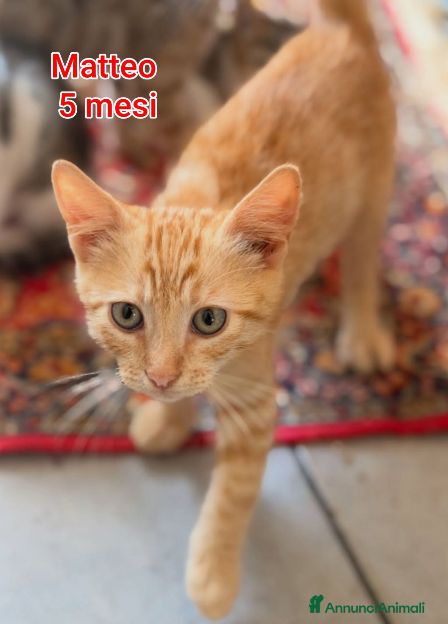 Europeo gatti GATTINI ABBANDONATI: URGENTE  - Annuncio 15