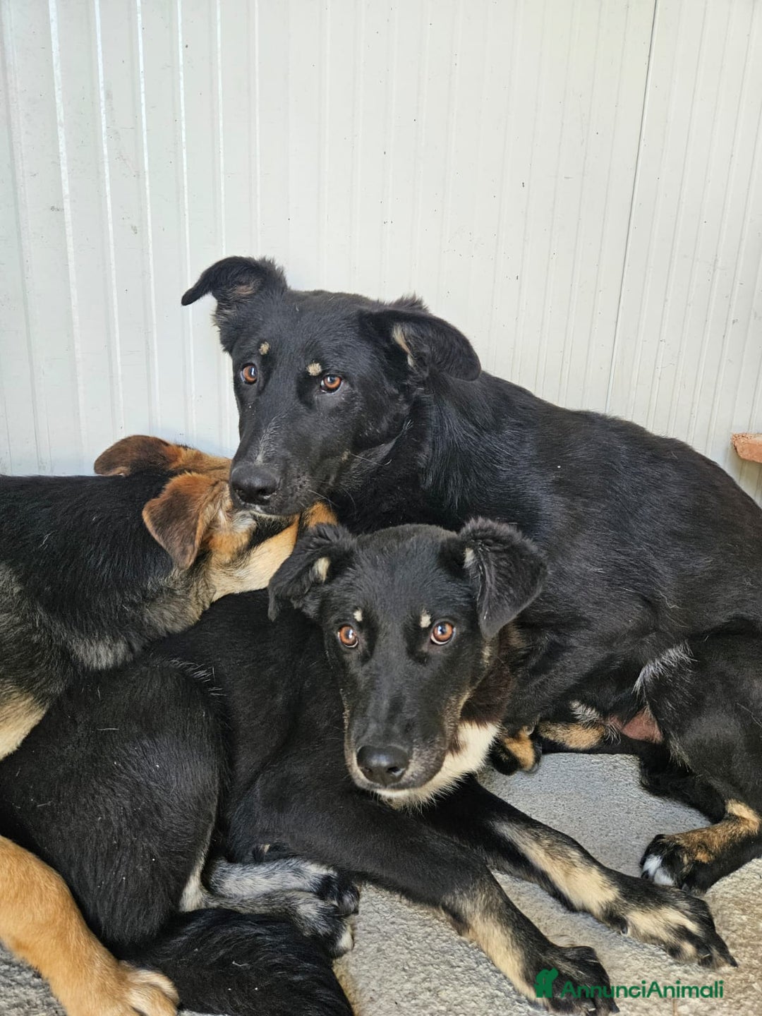 Meticcio cani in regalo: Carlo: 1 anno e mezzo, socievole, timido, dolce a Città Metropolitana di Genova - Immagine 20