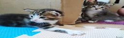 Altre razze gatti in vendita: Dolcissimi gattini cercano una famiglia amorevole - Annuncio 9