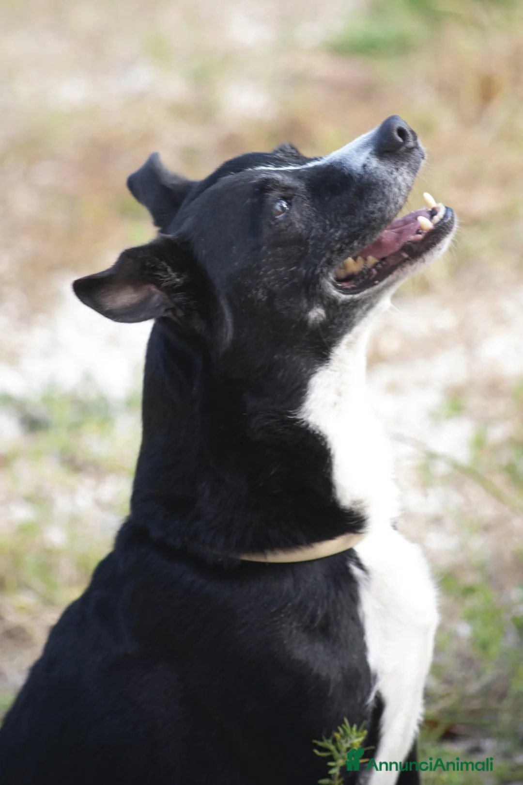 Meticcio cani in regalo: NONNO OREO HA BISOGNO DI UNA CASA E TANTO AMORE - Annuncio 1