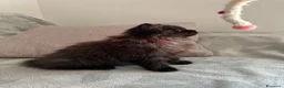Scottish gatti in vendita: Gattine Scottish longhair  - Annuncio 3