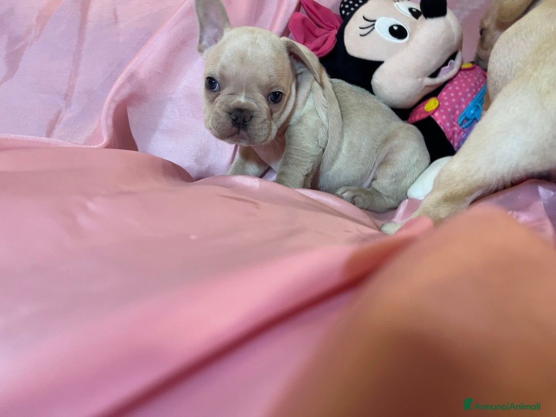 Bulldog Francese cani in vendita: Cuccioli bulldog francese esotico - Annuncio 3