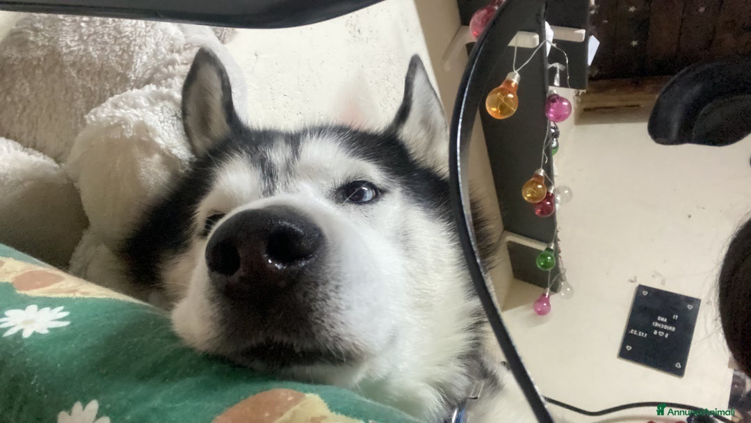 Husky cani per accoppiamento: Tyson cerca compagna  - Annuncio 12