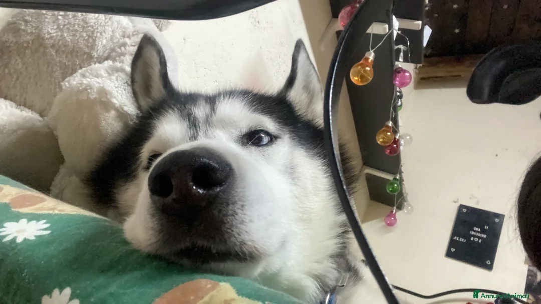 Husky cani per accoppiamento: Tyson cerca compagna  - Annuncio 12