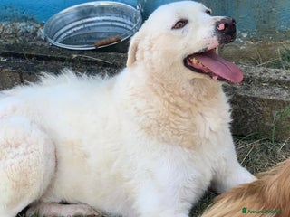 Meticcio cani Gustavo taglia media - Annuncio 1