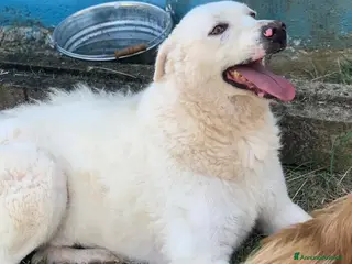 Meticcio cani in regalo: Gustavo taglia media - Annuncio 1