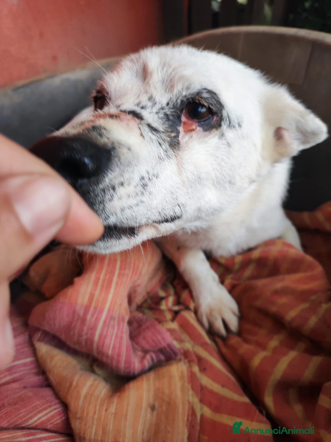 Meticcio cani in regalo: MARIO  a Provincia di Avellino - Immagine 3
