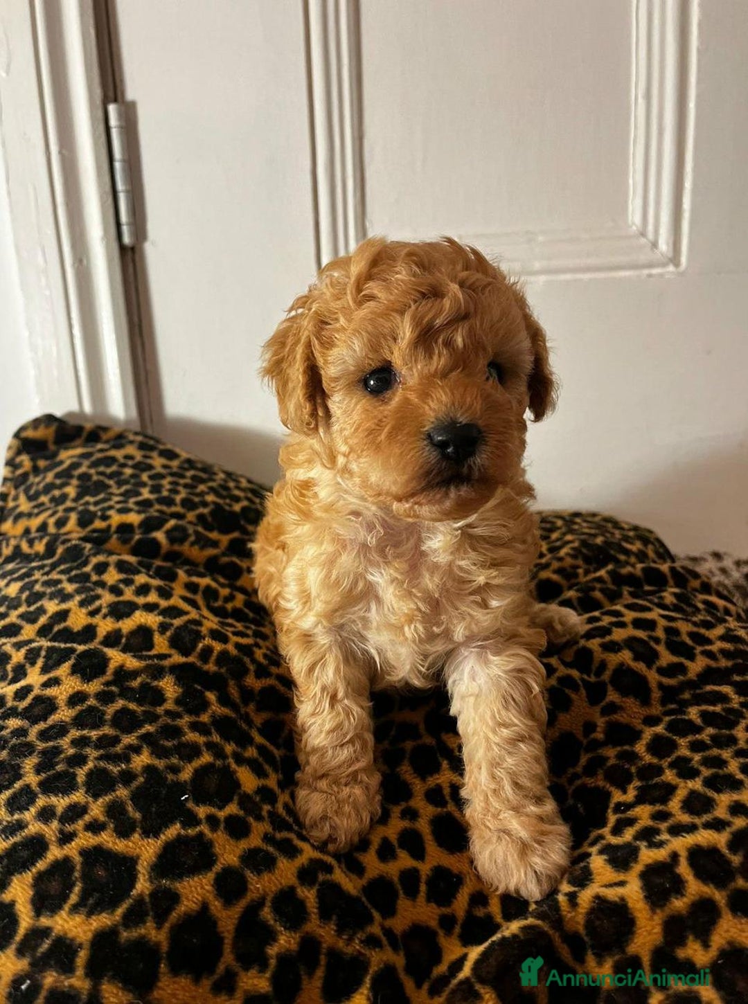 Meticcio cani in vendita: Adorabili cuccioli di Maltipoo - Annuncio 13