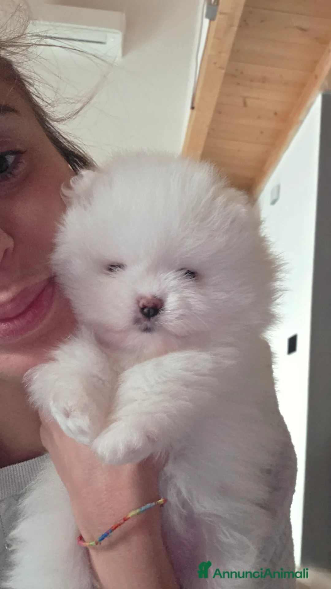 Volpino Pomerania cani in vendita: Volpini spitz di pomerania massimo 3 kili - Annuncio 7