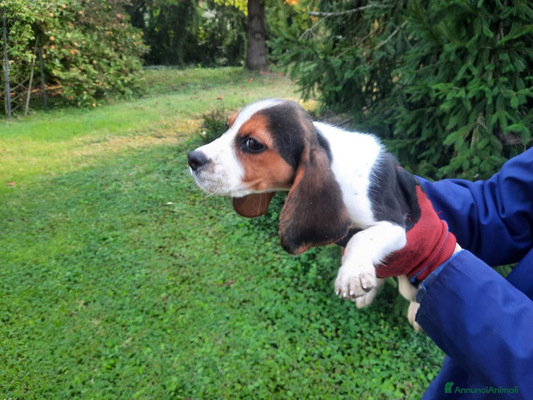 Beagle cani in vendita: Cuccioli Beagle inglese  - Annuncio 2