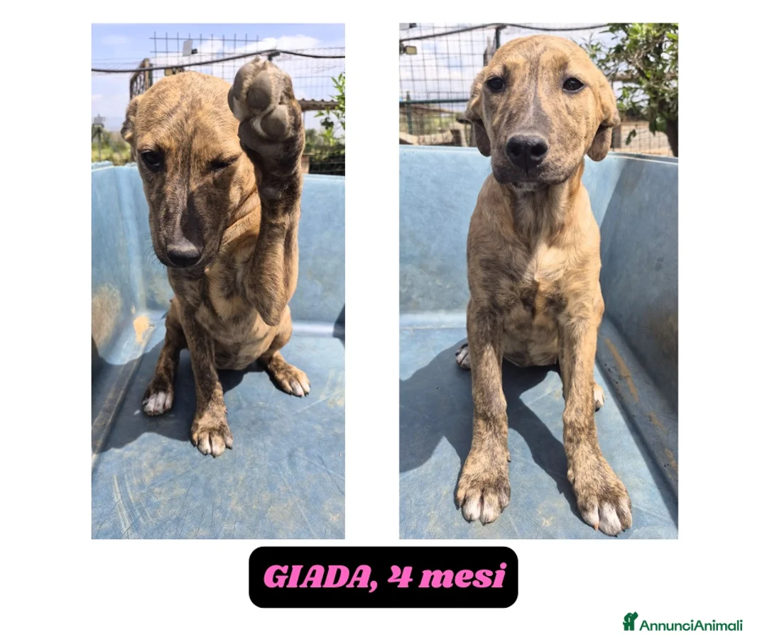 Meticcio cani in regalo: Cuccioli 3mesi BUTTATI SENZA PIETÀ!CATANIA SOS   - Annuncio 10