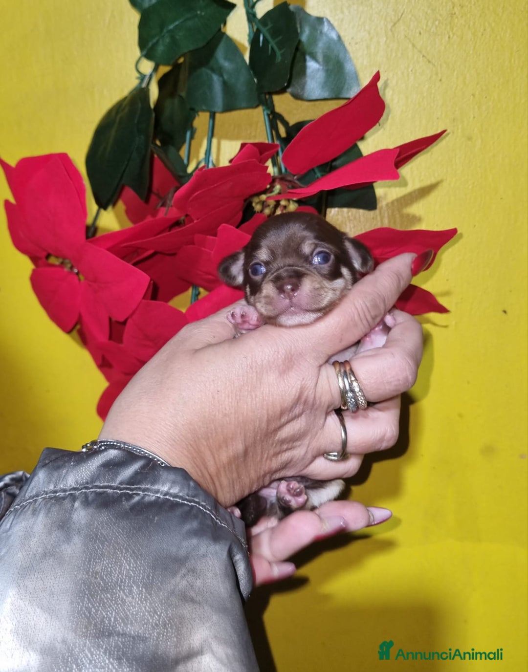 Chihuahua cani in vendita: Cuccioli di chiuhauha toy puri  - Annuncio 3
