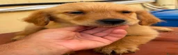 Golden Retriever cani in vendita: Golden retriever americano con pedigree  - Annuncio 4