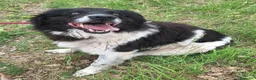 Meticcio cani in regalo: Cosmo 3 anni Taglia grande - Annuncio 4