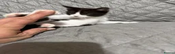 Meticcio gatti in regalo: Felicia, 4 mesi di dolcezza  - Annuncio 10