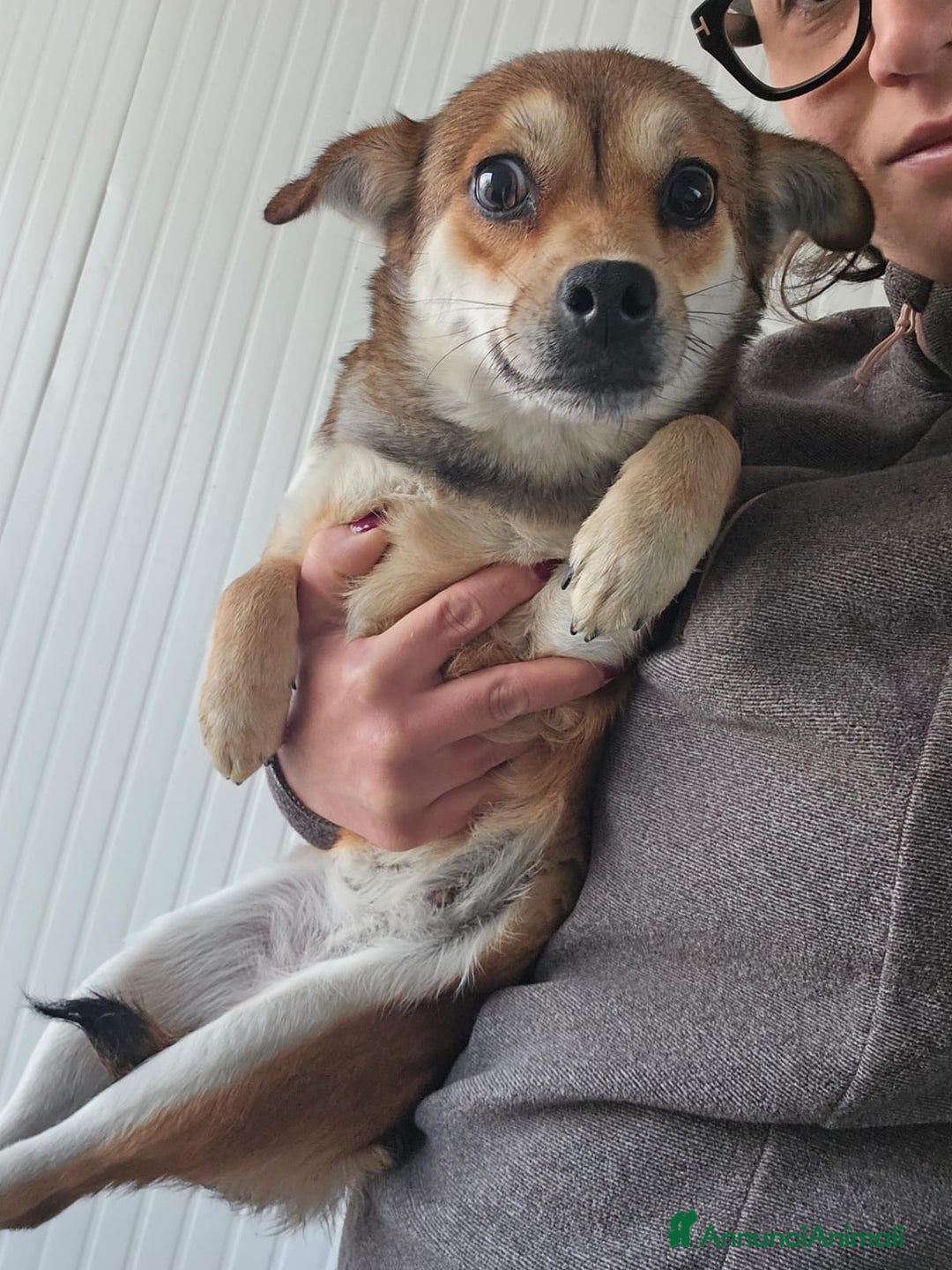 Meticcio cani in regalo: Jenna: taglia piccola super dolce  - Annuncio 5