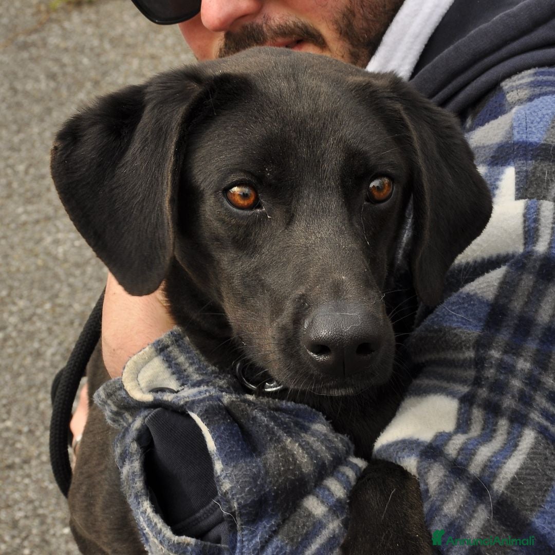 Meticcio cani gohan - Annuncio 9