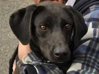 Meticcio cani gohan - Annuncio 9