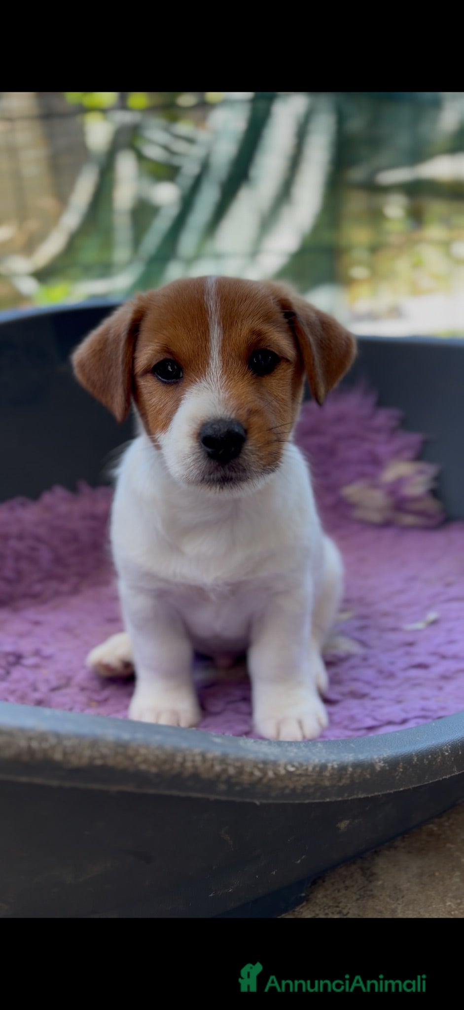 Jack Russell cani Splendidi cuccioli di jack Russell terrier  - Annuncio 1