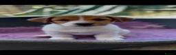 Jack Russell cani in vendita: Splendidi cuccioli di jack Russell terrier  - Annuncio 1