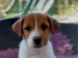 Jack Russell cani in vendita: Splendidi cuccioli di jack Russell terrier - Annuncio 2