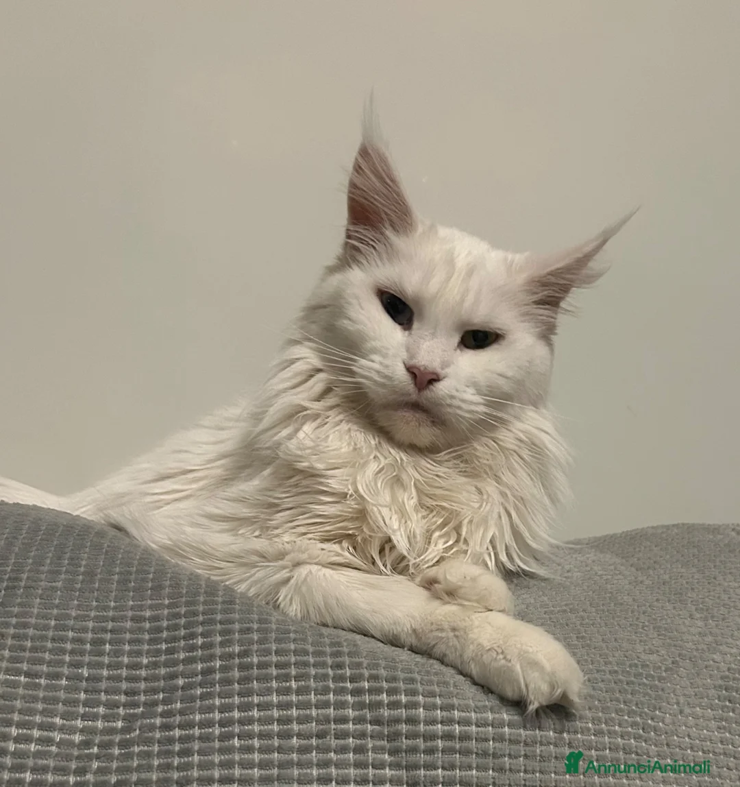 Maine Coon gatti in vendita: Maine Coon con pedigree  - Annuncio 2