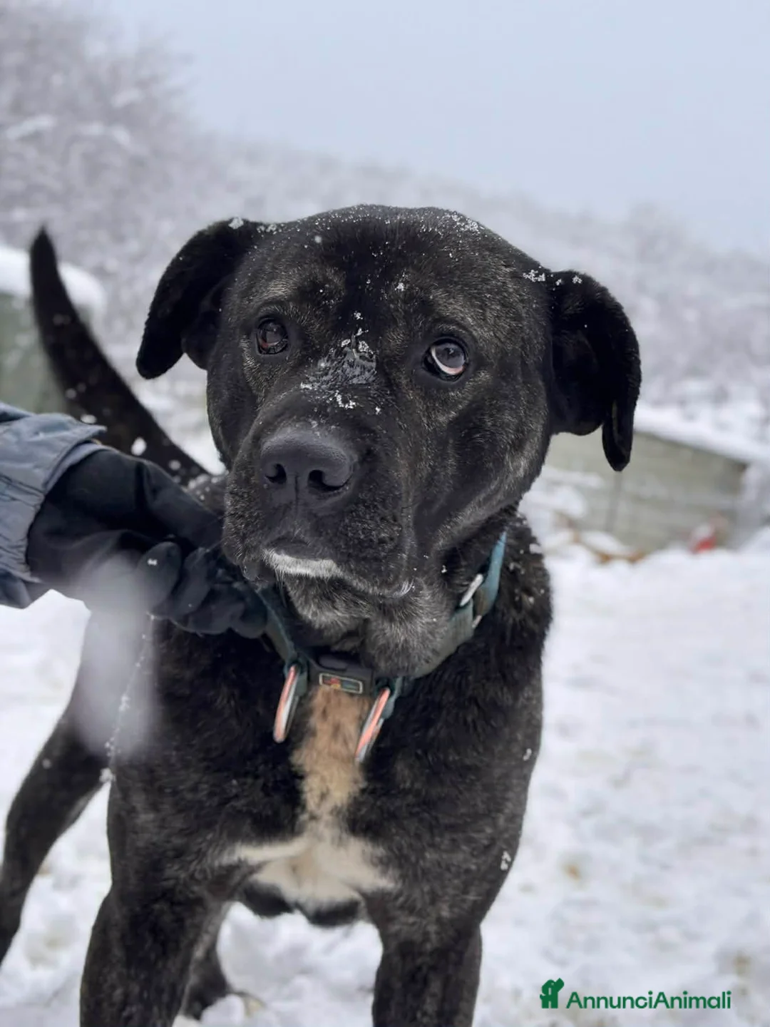 Meticcio cani in regalo: HERCULES, molosso dalla bontà unica! - Annuncio 10