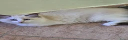 Ragdoll gatti in vendita: Cuccioli di Ragdoll, 3 Mesi, Genitori con Pedigree - Annuncio 7