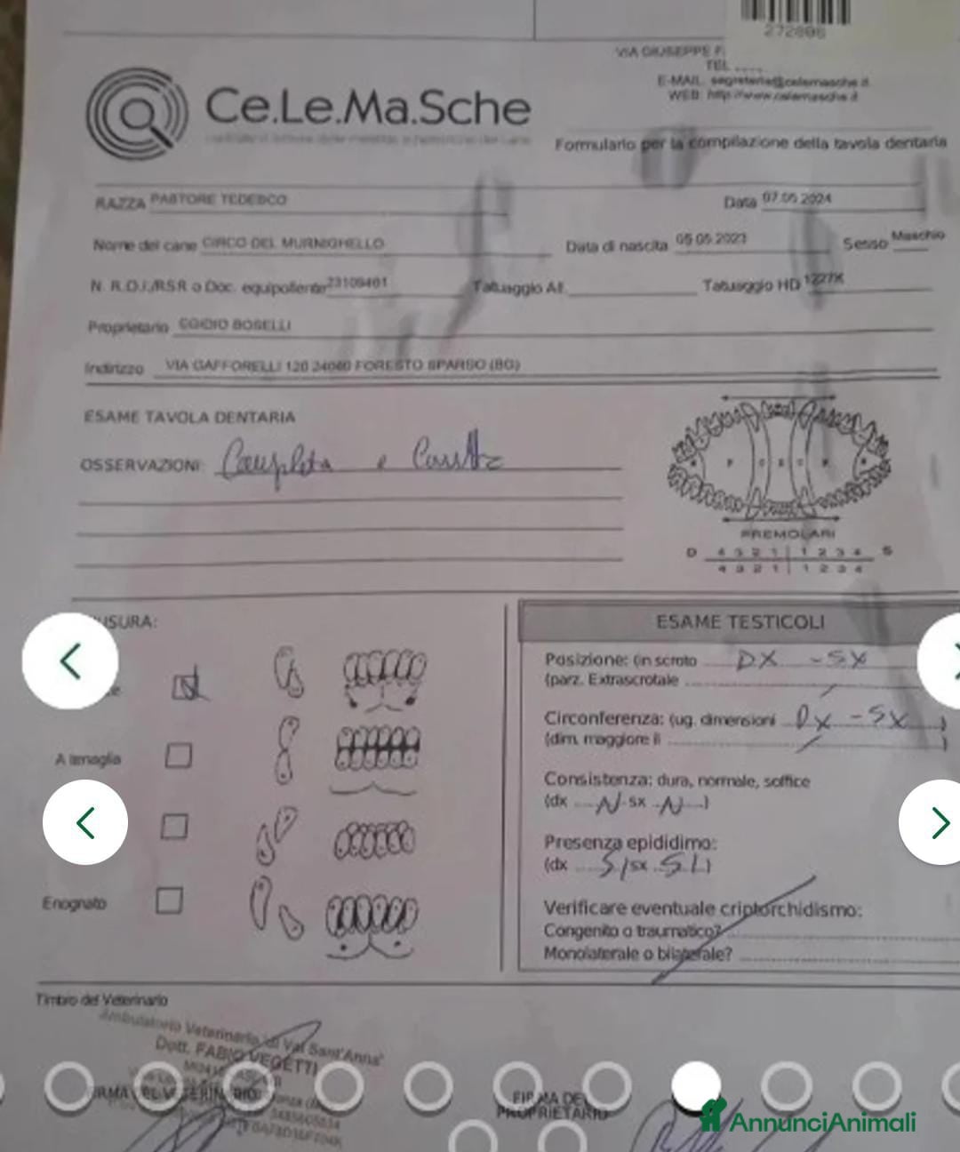 Pastore Tedesco cani in vendita: splendidi cuccioli  - Annuncio 19