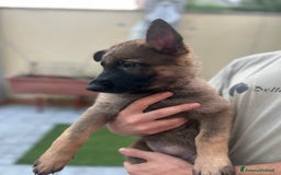 Pastore Tedesco cani in vendita: Ultima della cucciolata !  a Provincia di Varese - Immagine 1