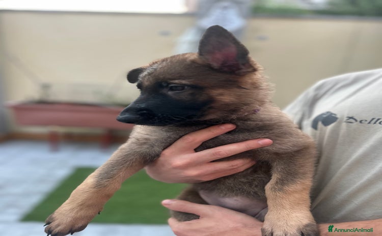 Pastore Tedesco cani a Provincia di Varese - Annuncio 2