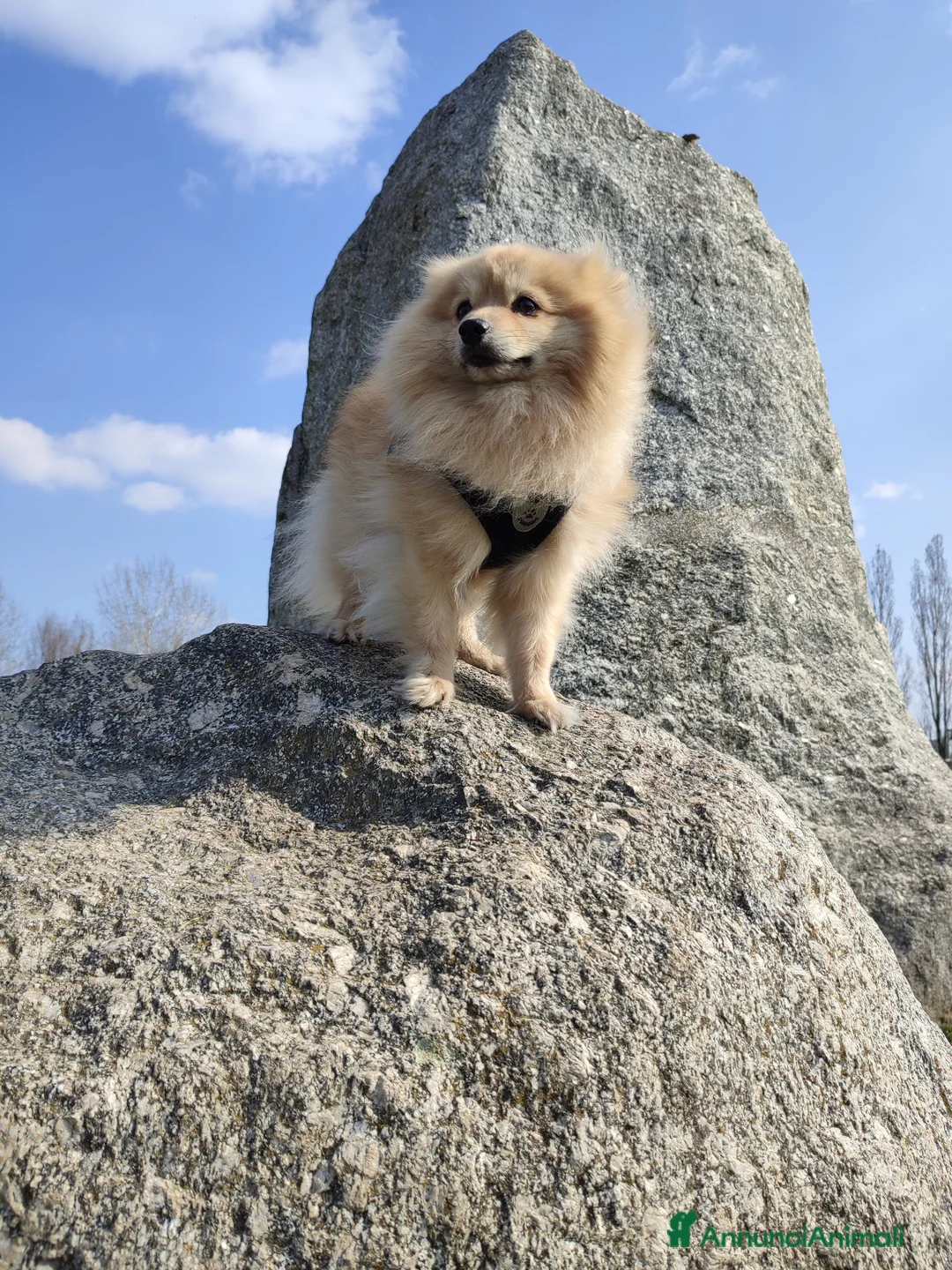 Volpino Pomerania cani per accoppiamento: Romeo cerca compagna a Città metropolitana di Milano - Annuncio 2
