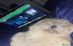 Scottish gatti per accoppiamento: Gatto Scottish fold  - Immagine 7