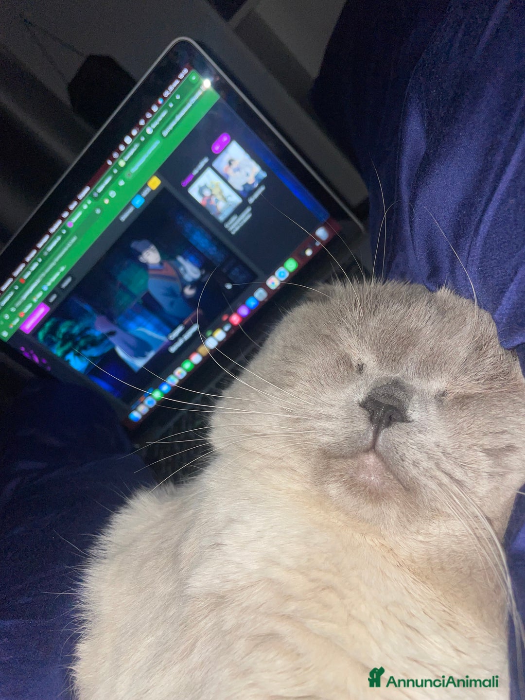 Scottish gatti per accoppiamento: Gatto Scottish fold  - Immagine 7